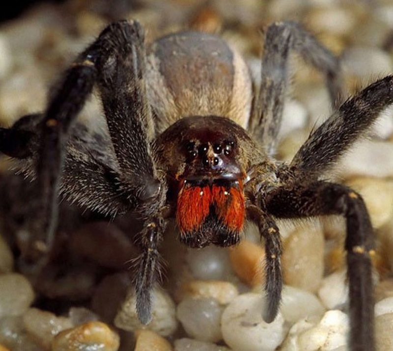 مفاجأة .. العنكبوت ليس من الحشرات! تعرف على السبب